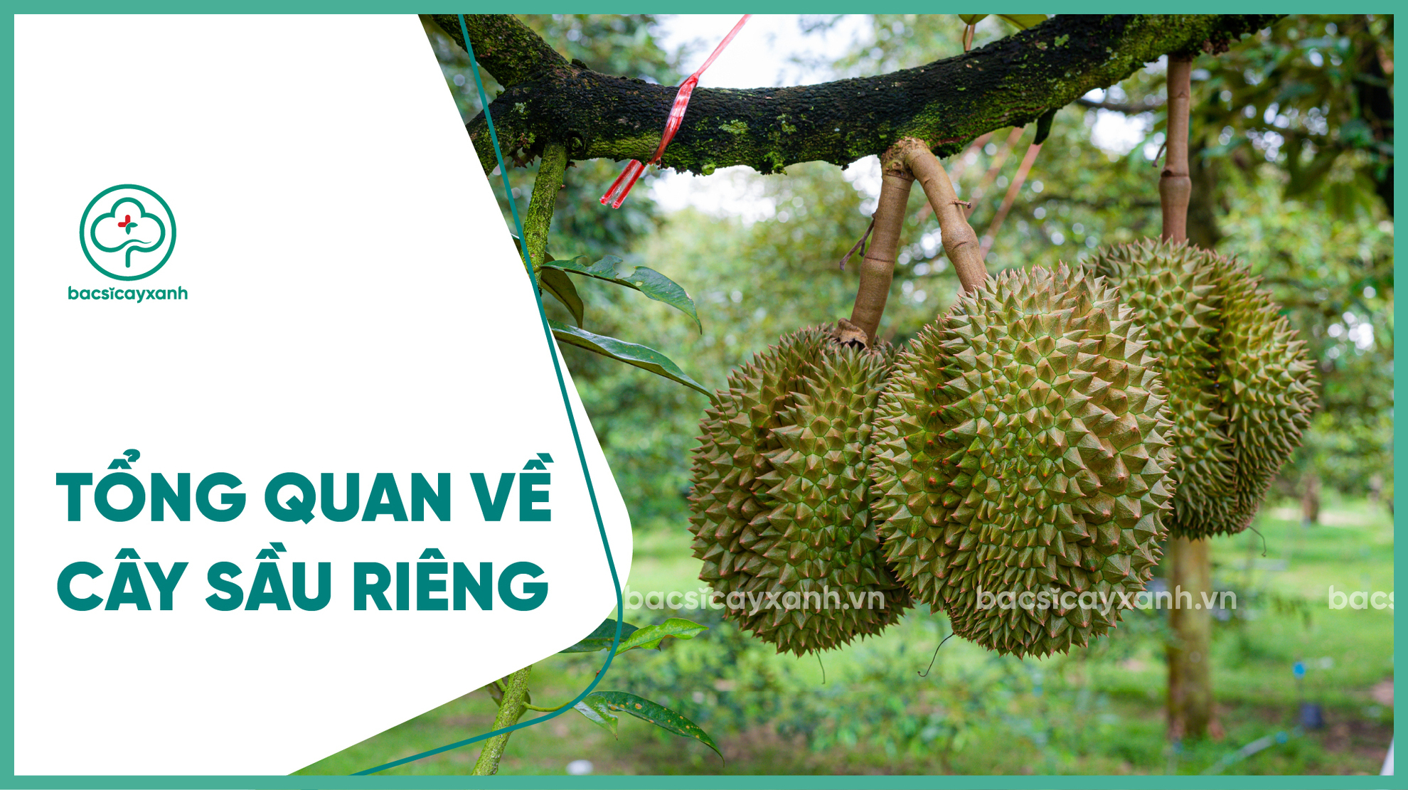 Tổng quan về cây sầu riêng