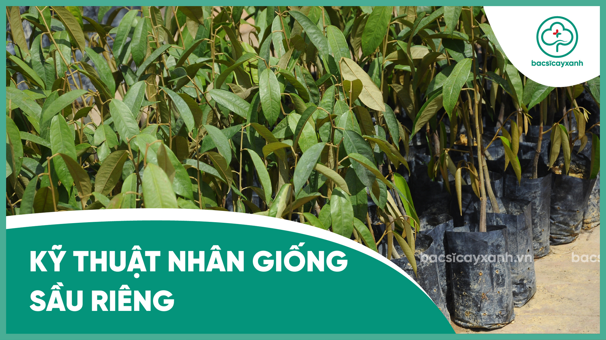 Kỹ thuật nhân giống cây sầu riêng