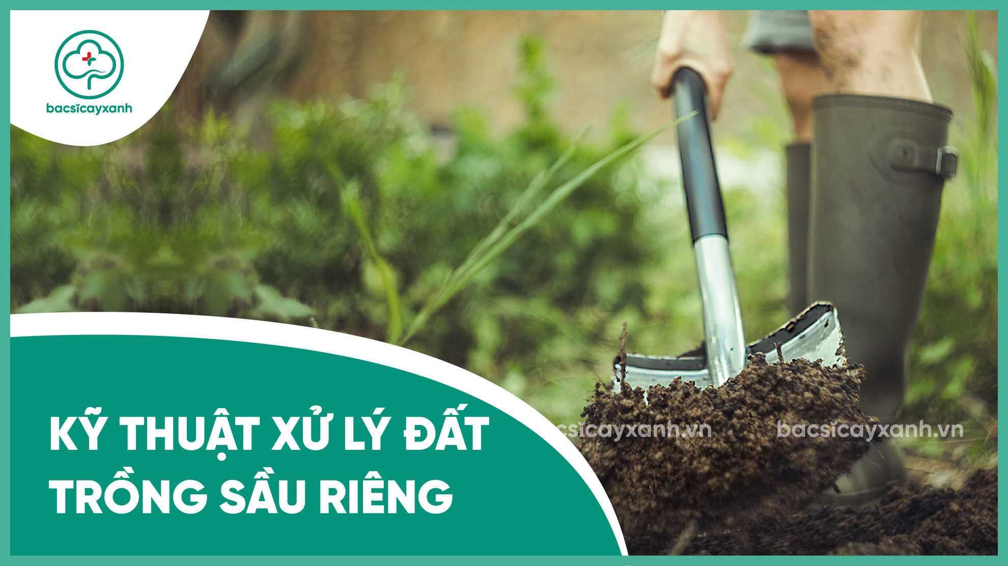 Kỹ thuật cải tạo đất trồng sầu riêng