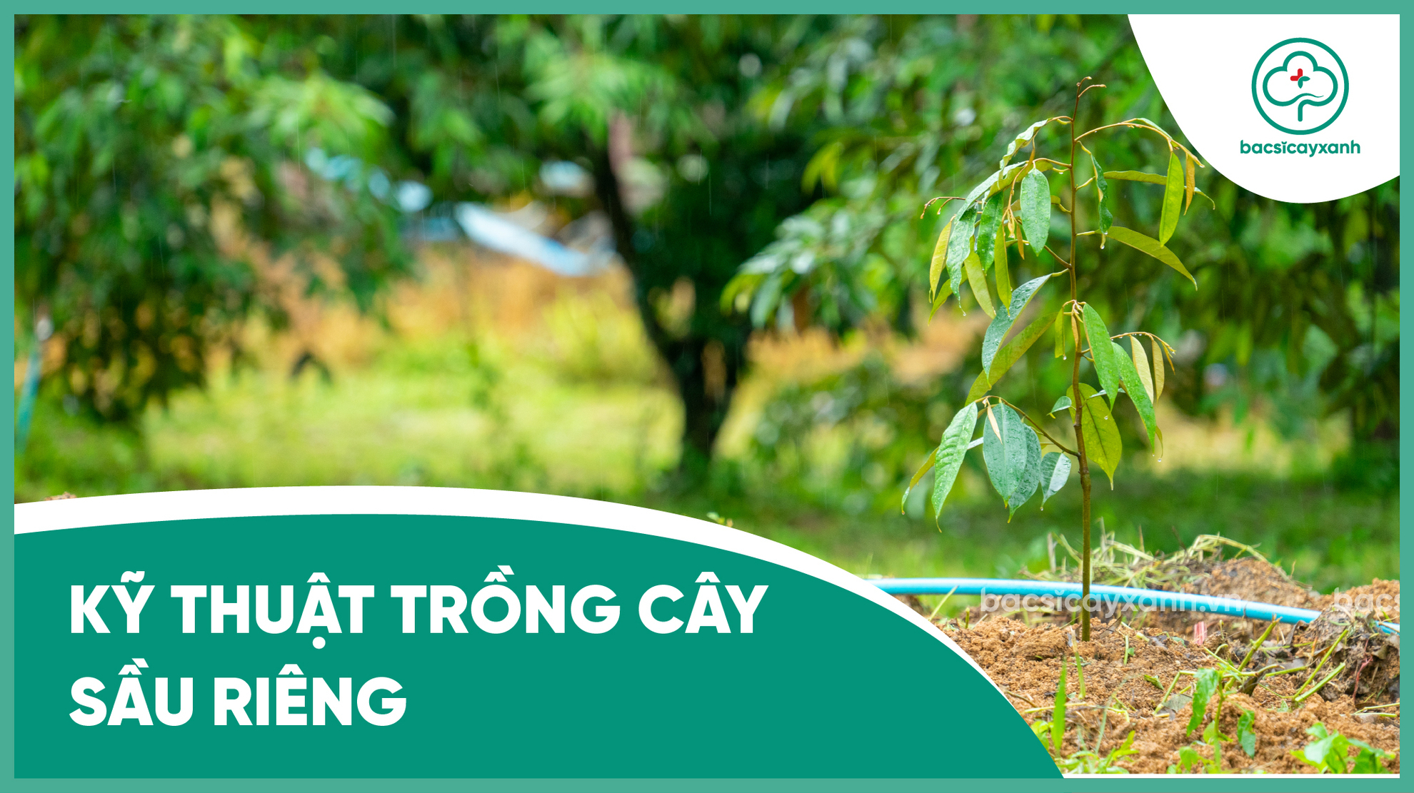 Kỹ thuật trồng cây sầu riêng