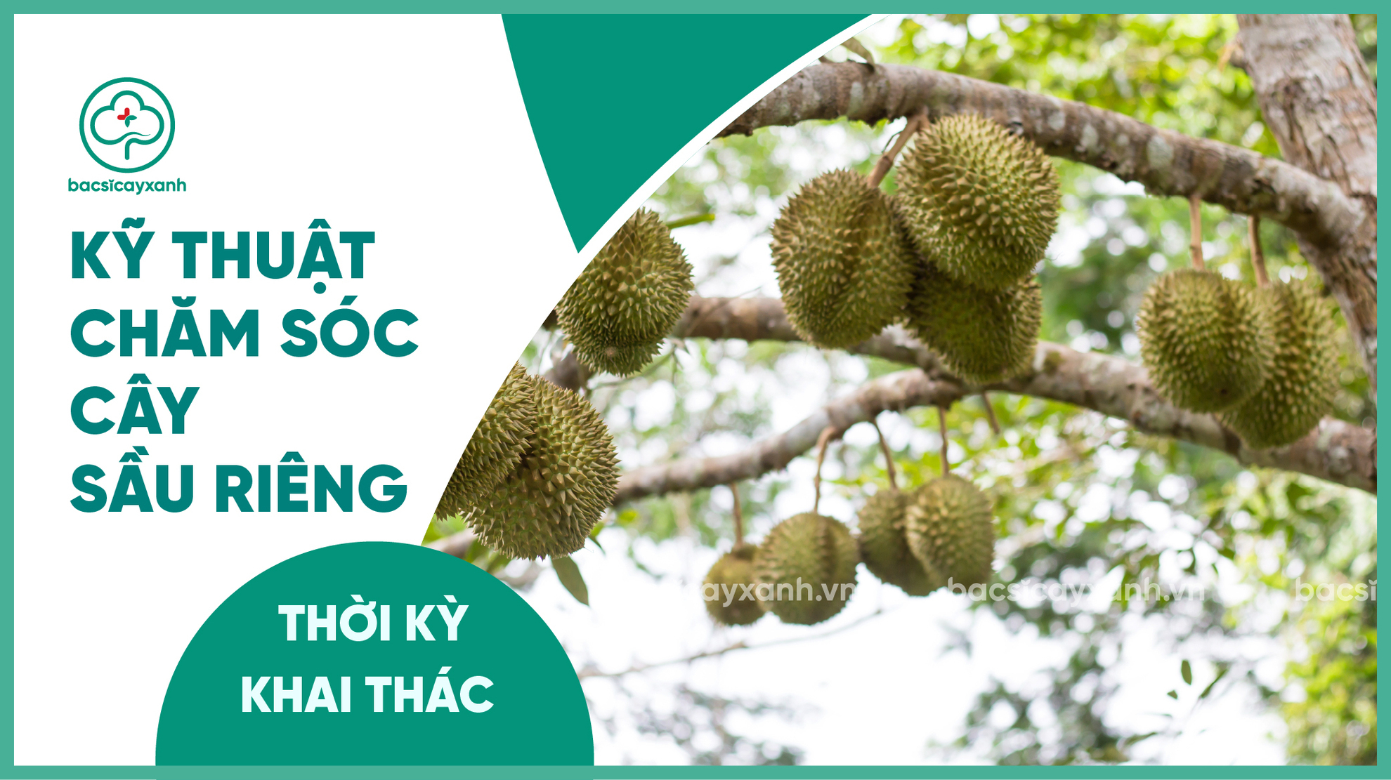 Kỹ thuật chăm sóc và bón phân cho cây sầu riêng thời kỳ khai thác