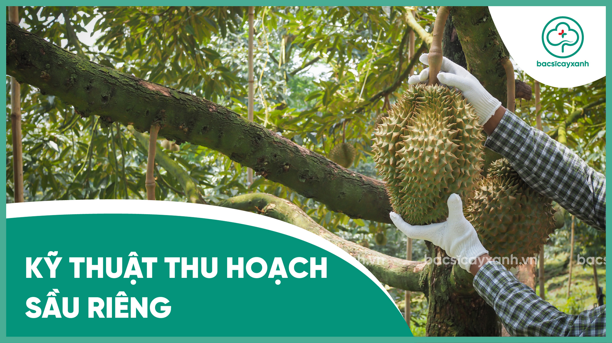 Kỹ thuật thu hoạch sầu riêng